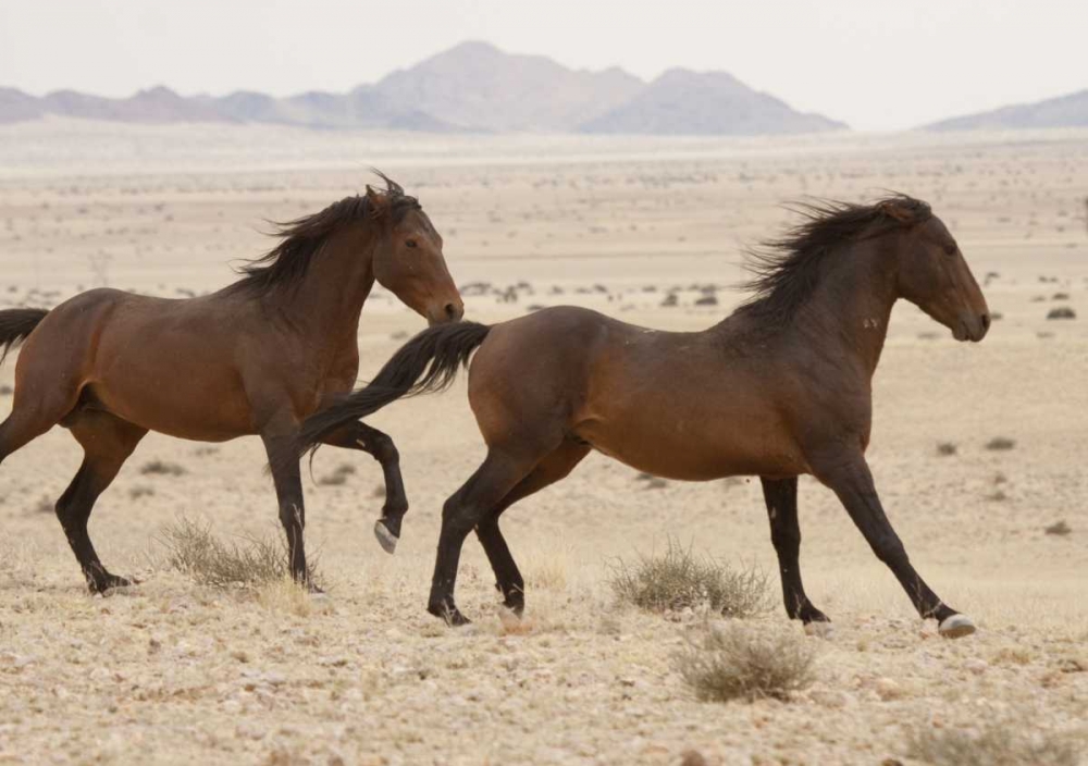 Namibia, Aus, Namib Desert Wild horses running art print by Wendy Kaveney for $57.95 CAD